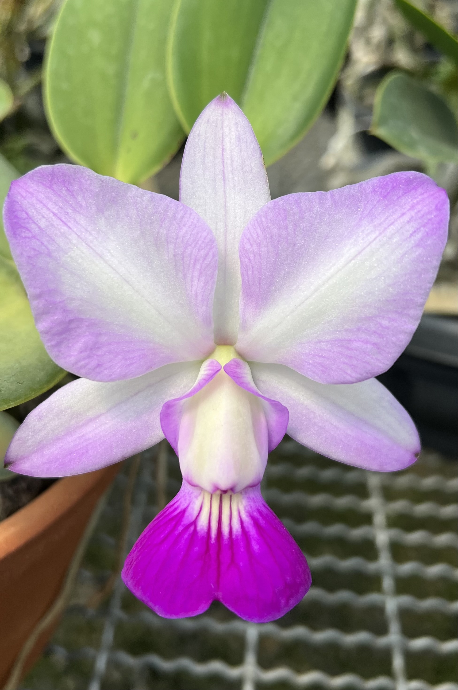 C.w Pérola flameada Paula Mourão Donato